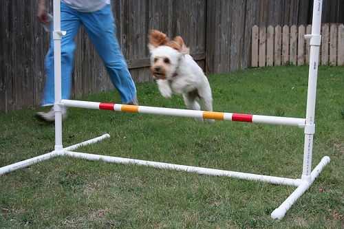 Dog Agility Jumps DIY
 DIY Dog Agility A Frame 7 Steps with