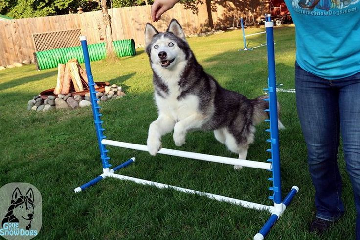 Dog Agility Jumps DIY
 17 Best images about Gone To The Snow Dogs on Pinterest