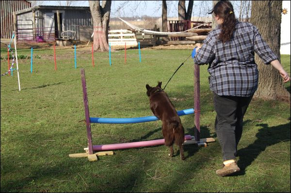 Dog Agility Jumps DIY
 Homemade Dog Agility Course… DIY dog agility