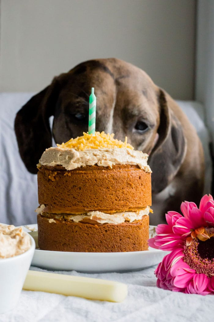 Dog Birthday Cake Recipes
 Mini Dog Birthday Cake