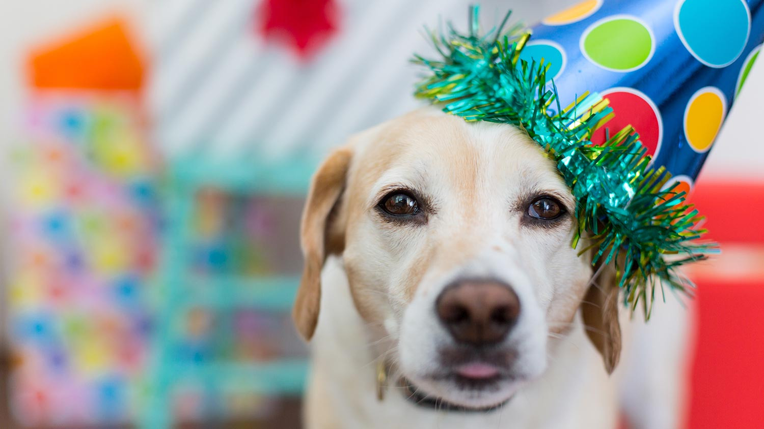 Dog Birthday Gifts
 Blog AKC Pet Insurance