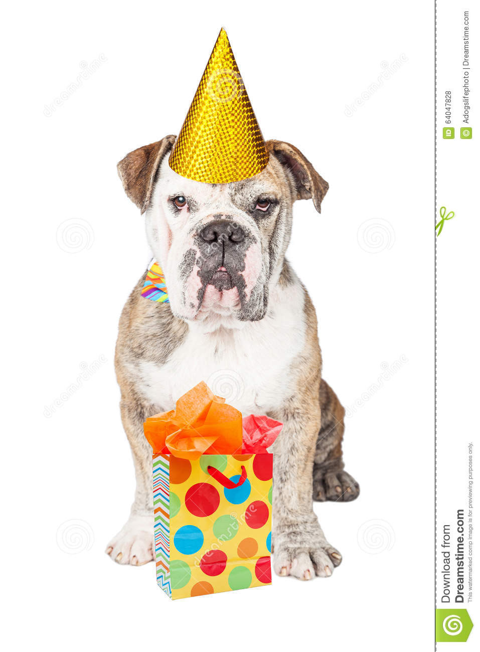Dog Birthday Gifts
 Funny Bulldog With Birthday Present Stock Image of
