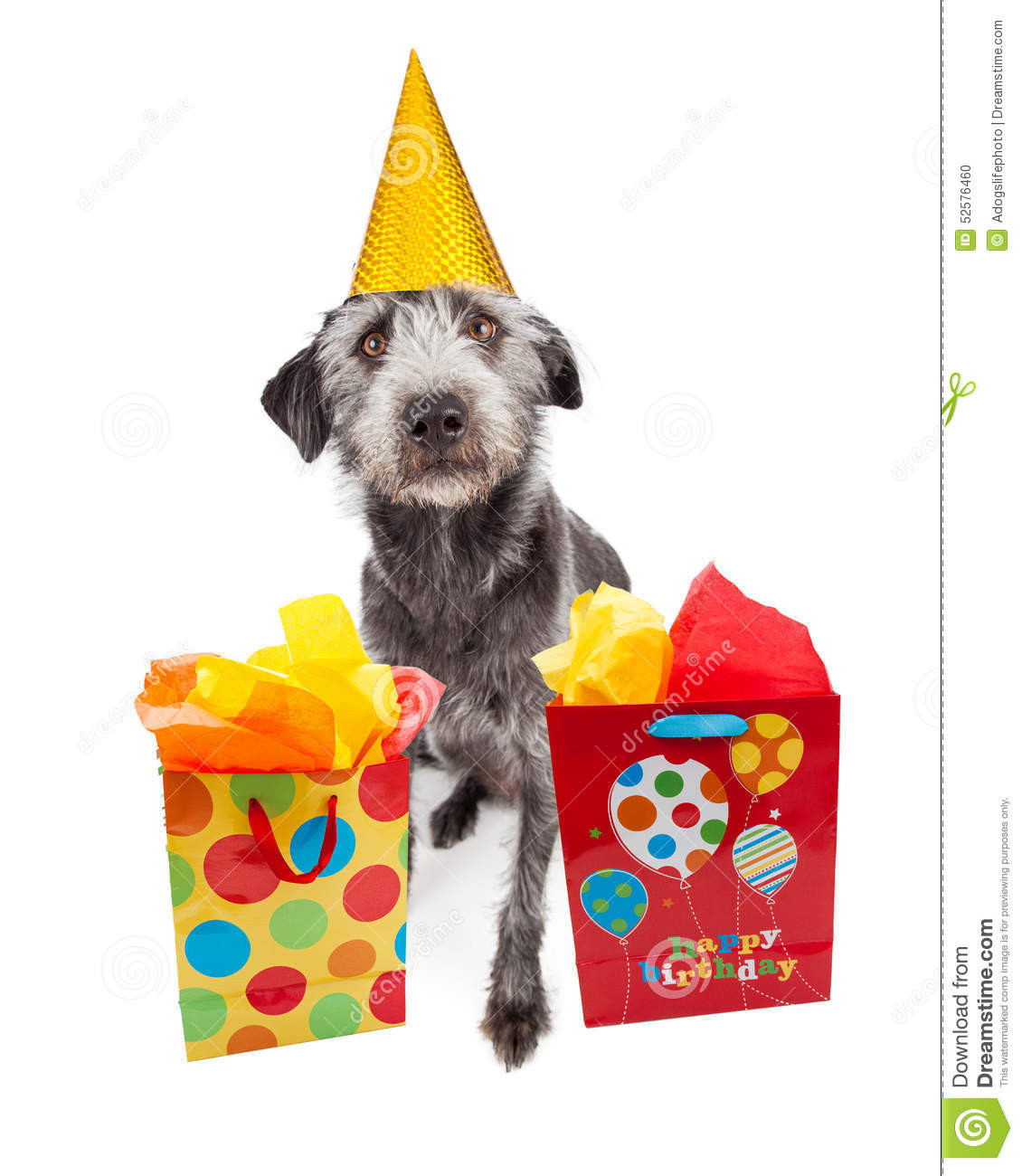 Dog Birthday Gifts
 Dog Wearing Party Hat With Birthday Gifts Stock