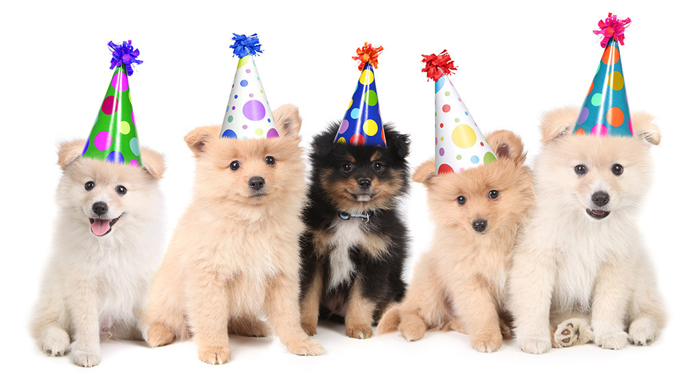 Dog Birthday Gifts
 Adorable Birthday Gifts for Dogs