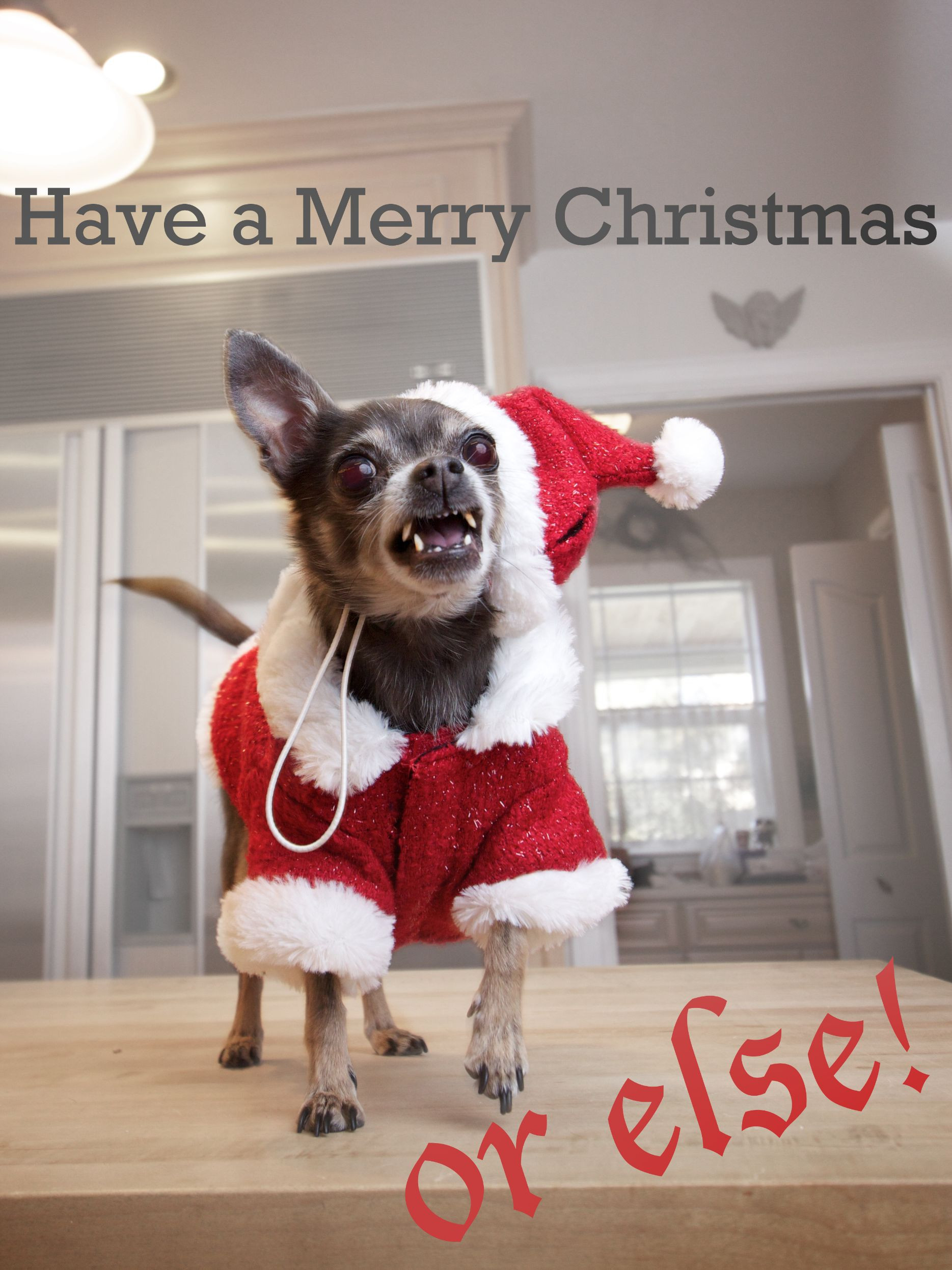 Dog Christmas Quotes
 24 Funny Homemade Christmas Cards PICTURES