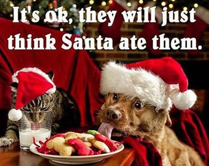 Dog Christmas Quotes
 20 Funny Christmas