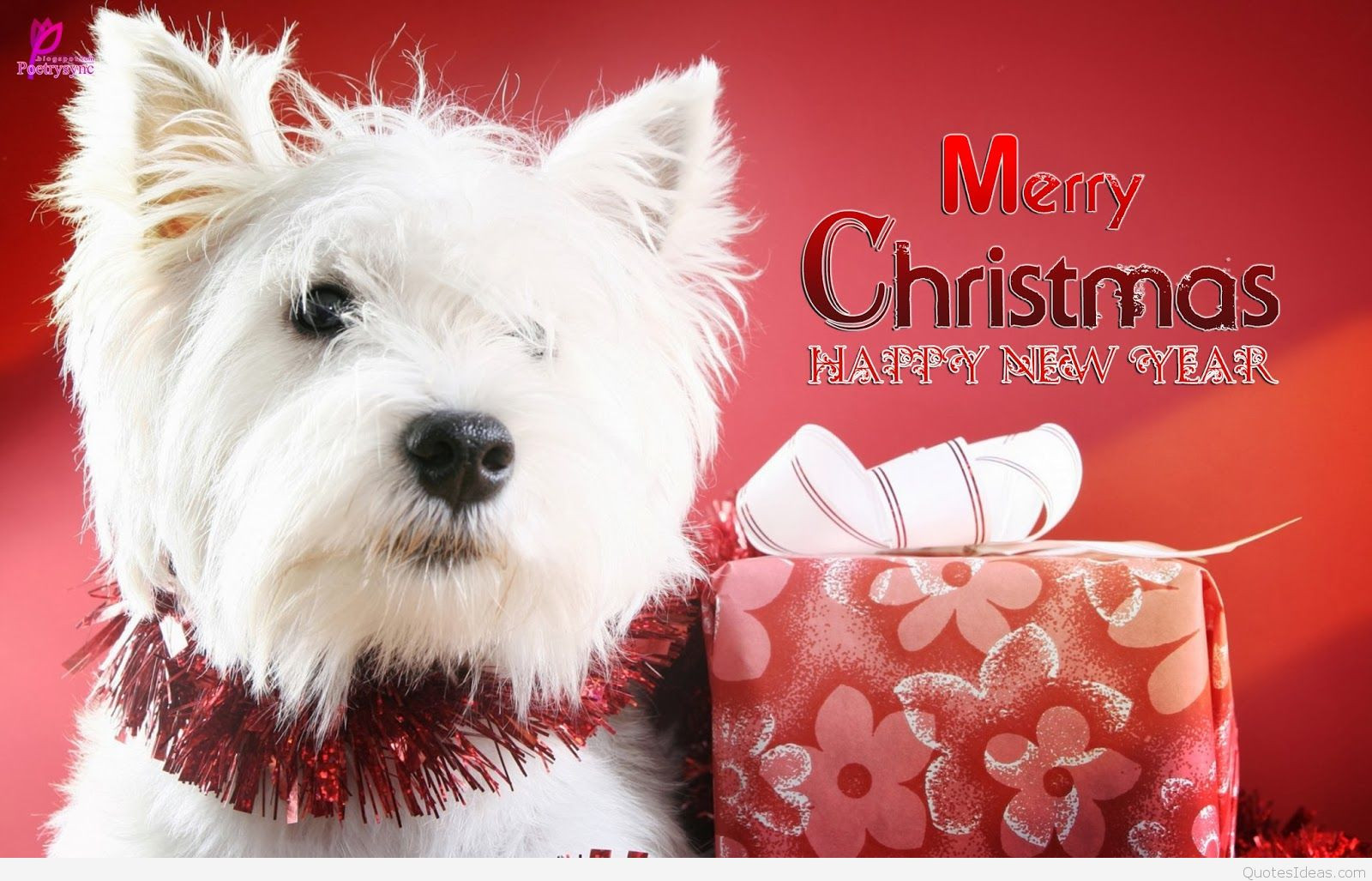 Dog Christmas Quotes
 Humorous Merry Christmas Wallpapers Quotes Cards 2015