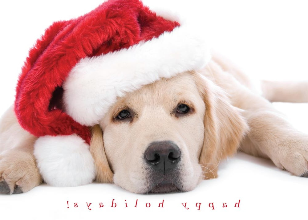 Dog Christmas Quotes
 Dog Christmas Card Quotes QuotesGram