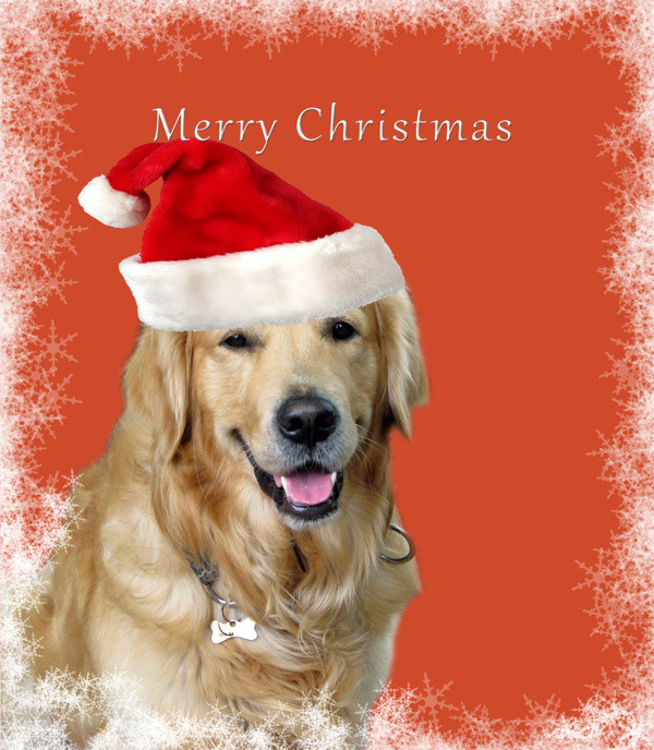 Dog Christmas Quotes
 Holiday Dog Quotes QuotesGram