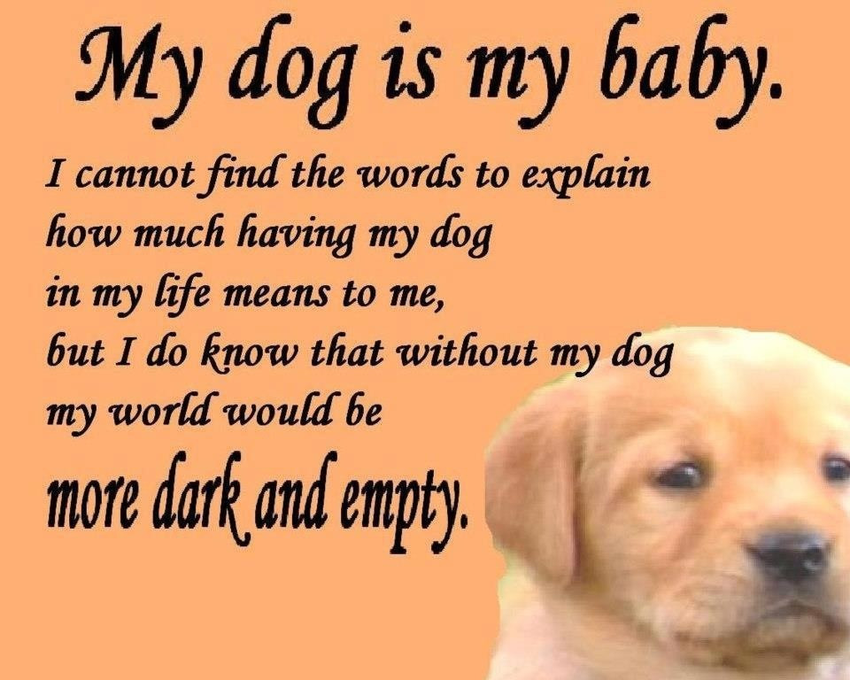 Dog Friendship Quotes
 Quotes About Dogs And Friendship – WeNeedFun