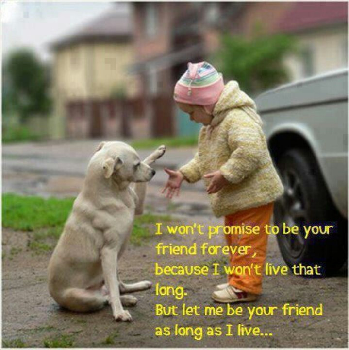 Dog Friendship Quotes
 Must Love Dogs Quotes QuotesGram