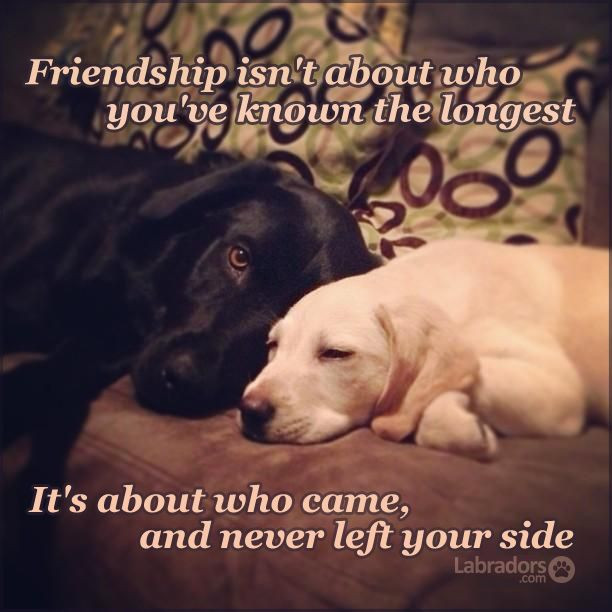 Dog Friendship Quotes
 21 Quotes That Will Change The Way You Think About Labradors