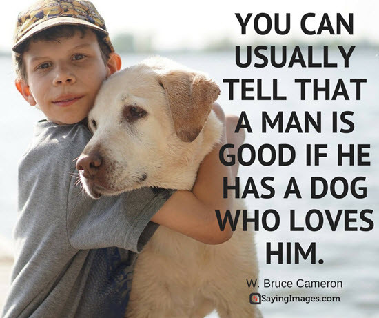 Dog Friendship Quotes
 50 Dog Quotes For People Who Love Dogs