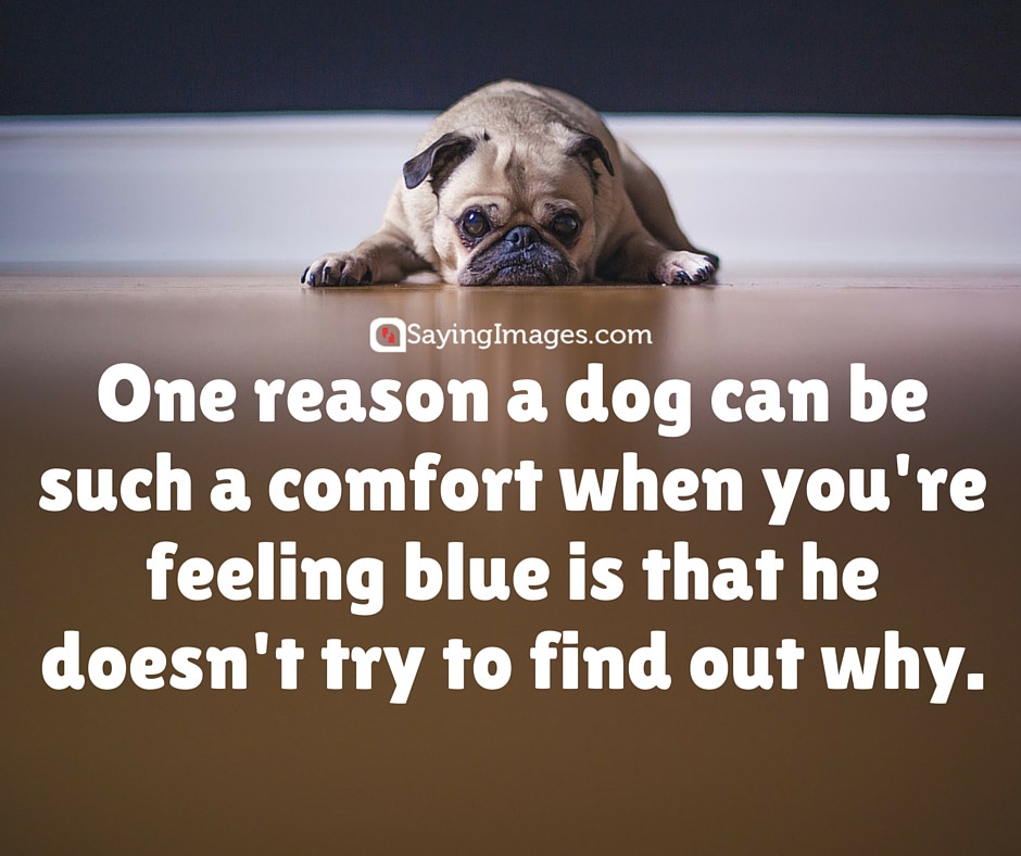Dog Friendship Quotes
 20 Cute & Famous Dog Quotes