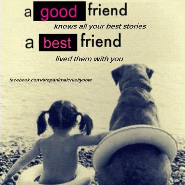 Dog Friendship Quotes
 Quotes About Friendship And Dogs QuotesGram