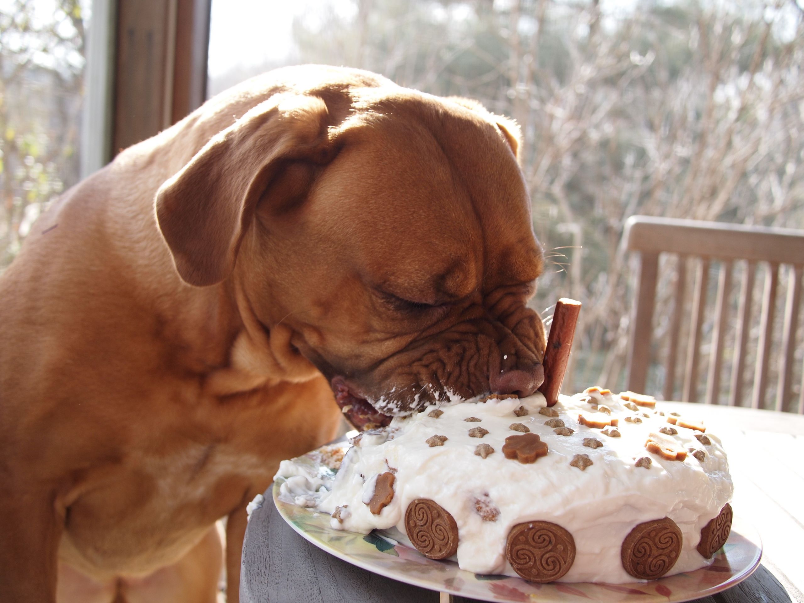 Doggie Birthday Cakes
 How to bake a healthy dog birthday cake