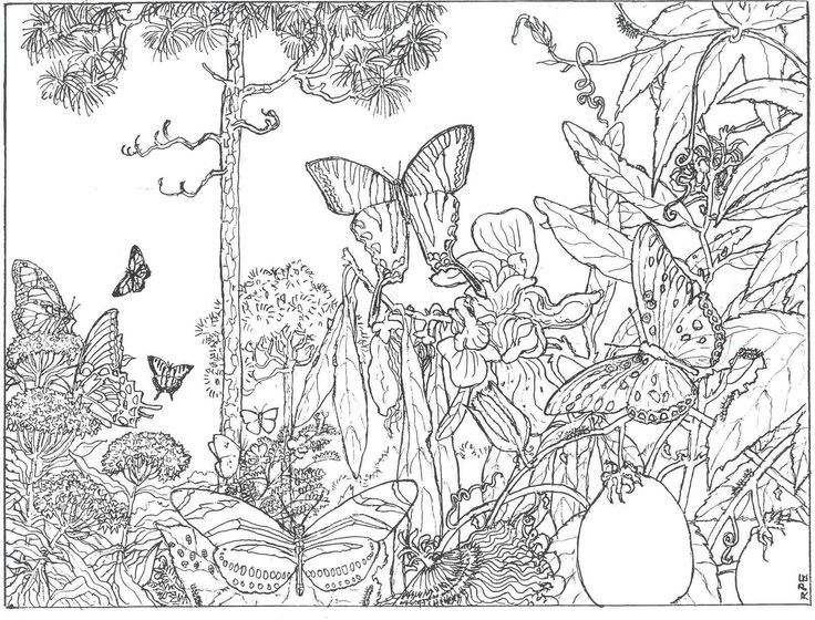 Forest Coloring Pages For Adults
 Intricate Coloring Pages for Adults