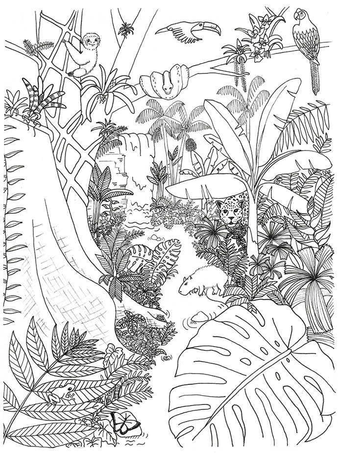 Forest Coloring Pages For Adults
 Rainforest Animals and Plants Coloring Page
