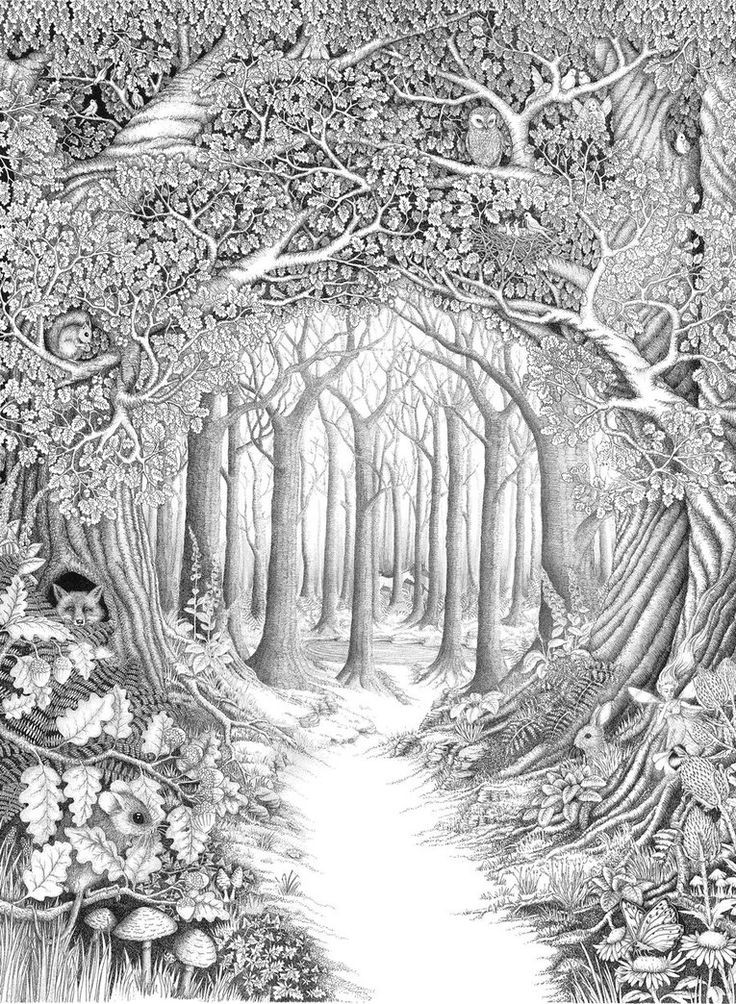 Forest Coloring Pages For Adults
 Forest Woods Coloring Page