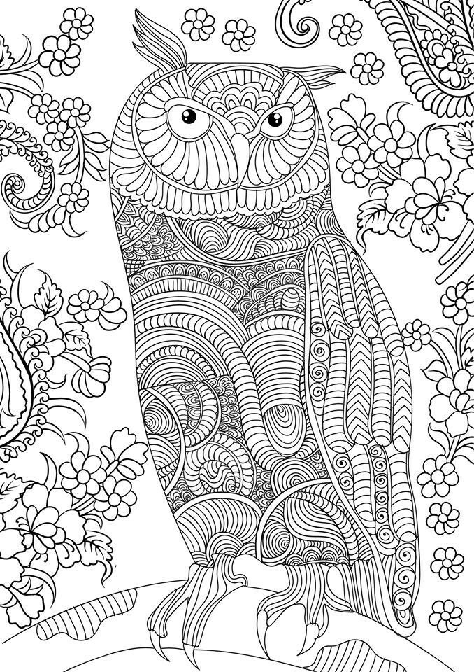 Free Coloring Pages For Adults Printable
 OWL Coloring Pages for Adults Free Detailed Owl Coloring