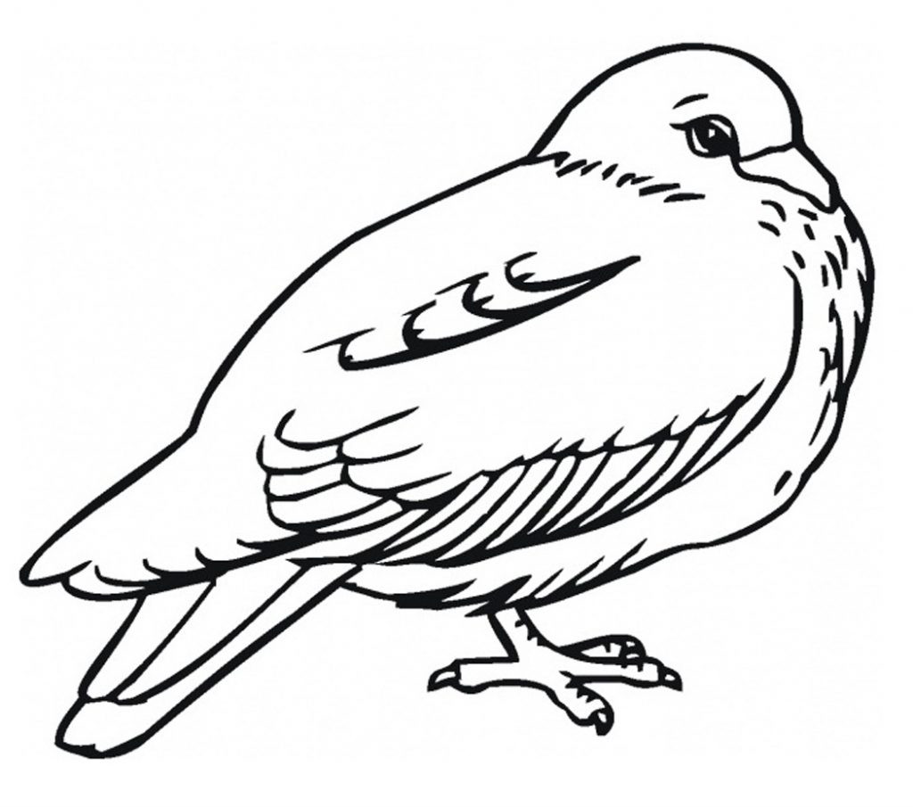 Free Printable Bird Coloring Pages
 Free Printable Pigeon Coloring Pages For Kids