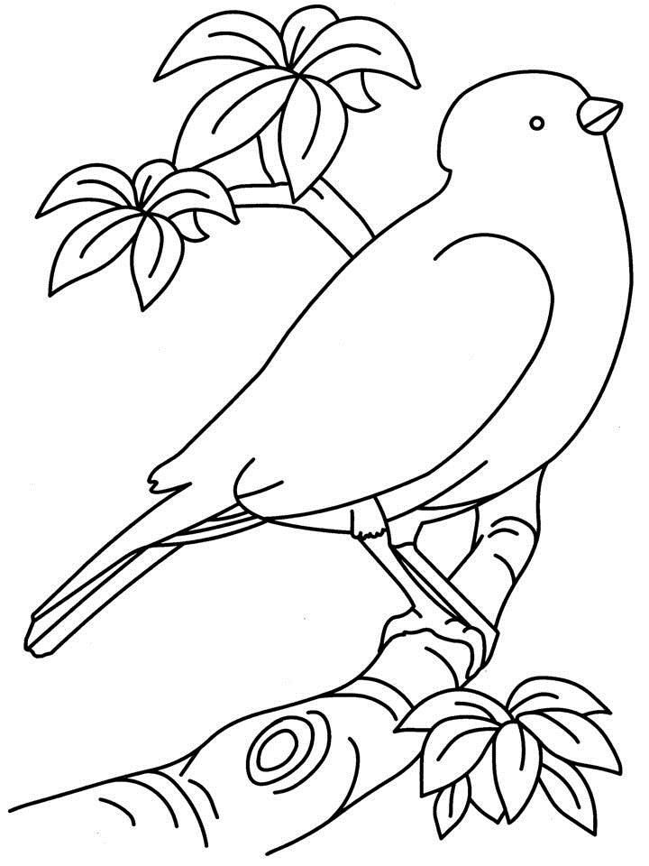 Free Printable Bird Coloring Pages
 Bird Coloring Pages For Preschoolers Coloring Home