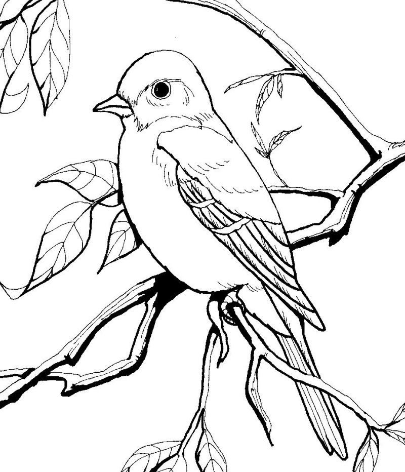 Free Printable Bird Coloring Pages
 Coloring sheets for Burgess Chapters