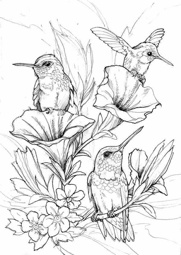 Free Printable Bird Coloring Pages
 Hung birds coloring page