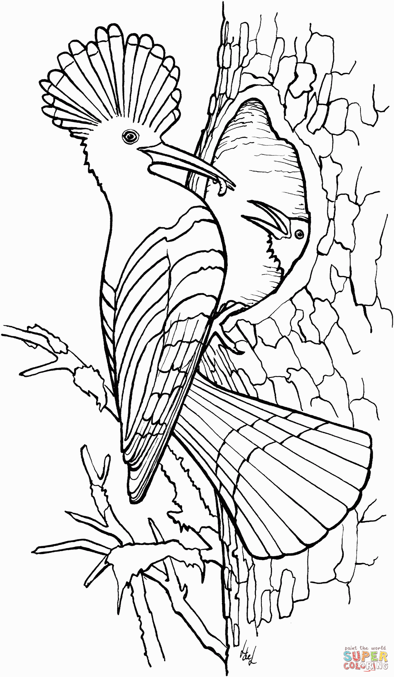Free Printable Bird Coloring Pages
 Hoopoe coloring page