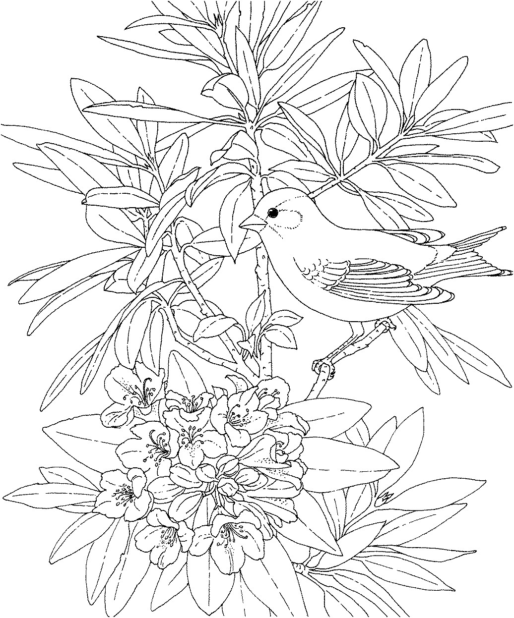 Free Printable Bird Coloring Pages
 His Heart of passion Little Winter Birds