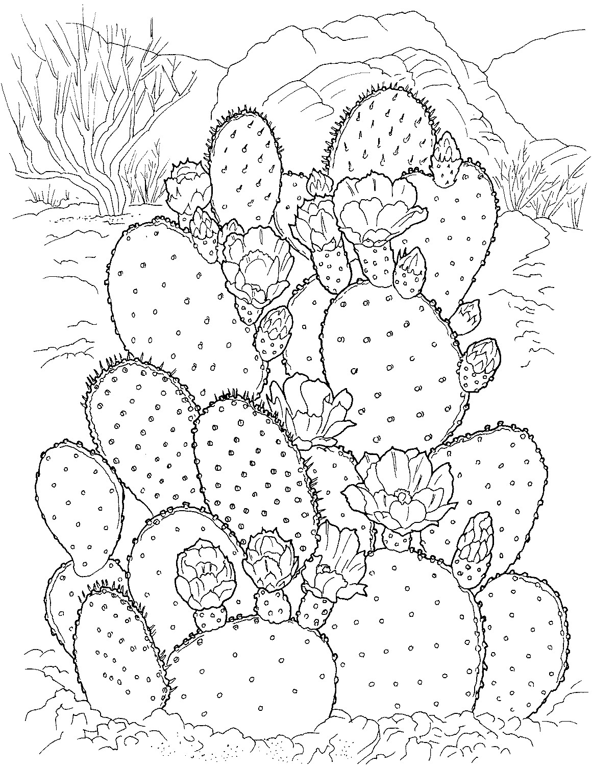 Free Printable Cactus Coloring Pages
 Free Printable Cactus Coloring Pages For Kids