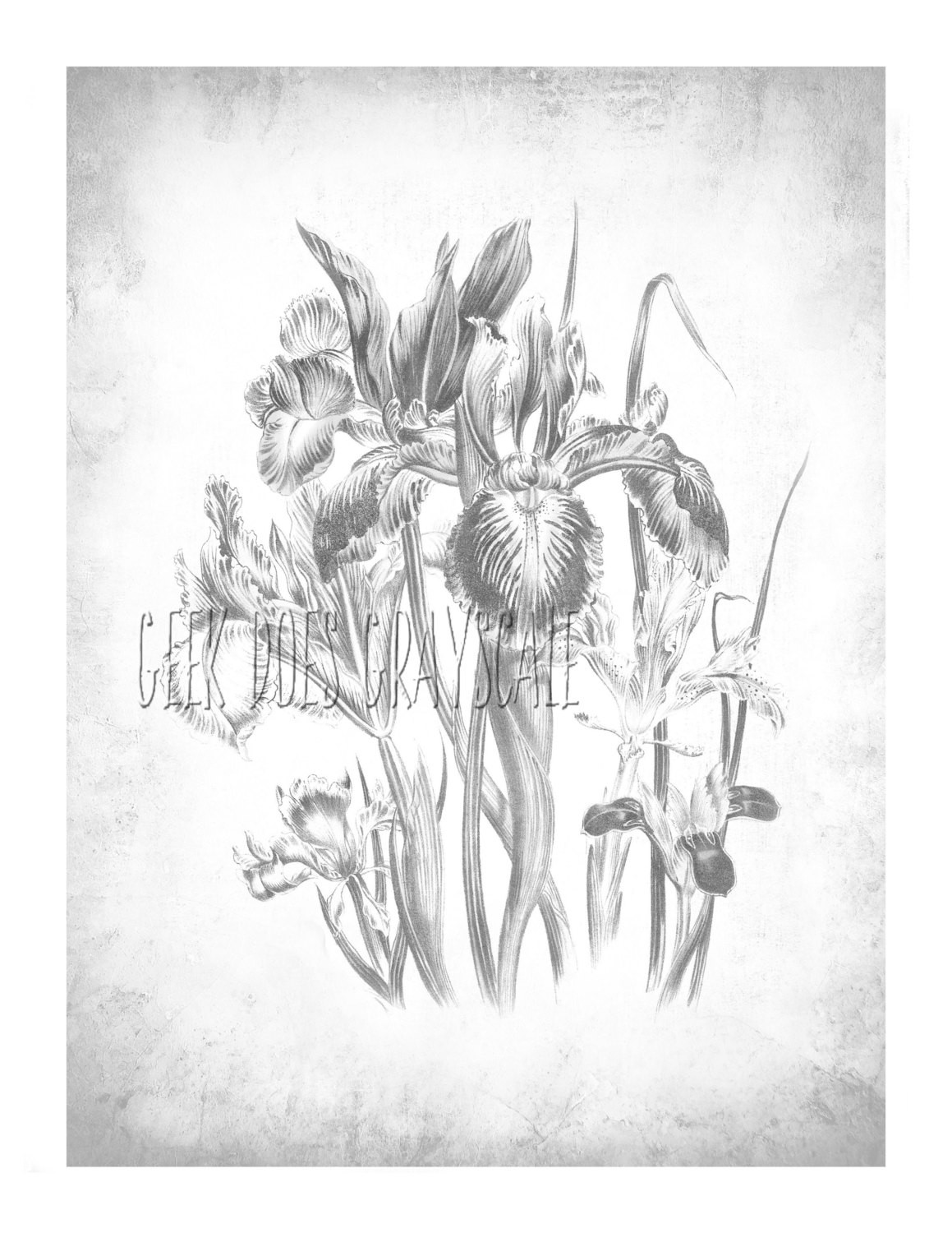 Free Printable Grayscale Coloring Pages
 Iris Printable Grayscale Grayscale flowers Adult coloring