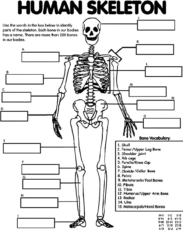 Free Printable Human Anatomy Coloring Pages
 Human Skeleton Coloring Page
