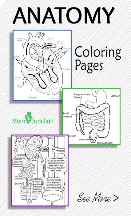 Free Printable Human Anatomy Coloring Pages
 FREE Printable Anatomy Coloring Pages Homeschool Giveaways