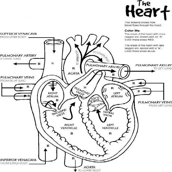 Free Printable Human Anatomy Coloring Pages
 Heart Anatomy Printable Coloring Pages