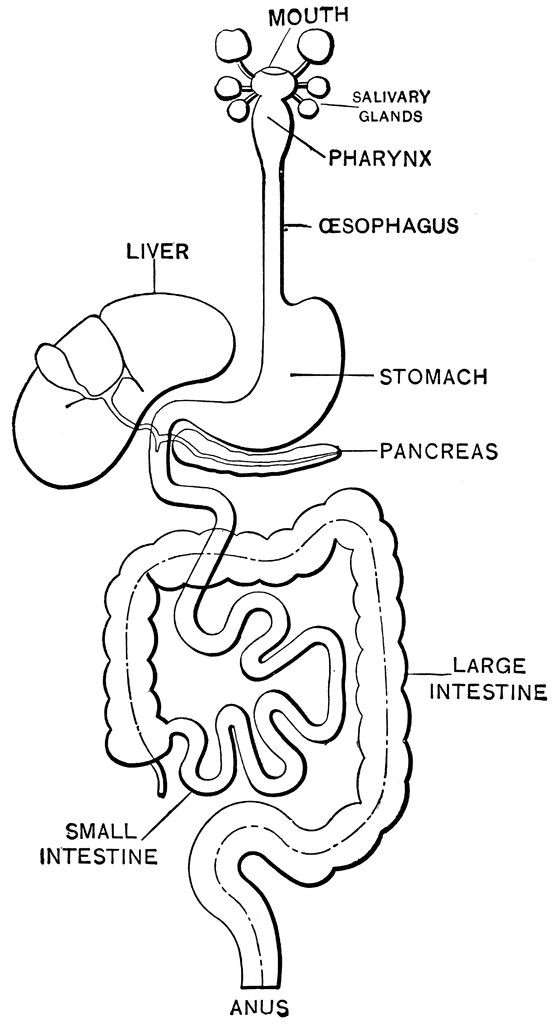 Free Printable Human Anatomy Coloring Pages
 Digestive System Coloring Page