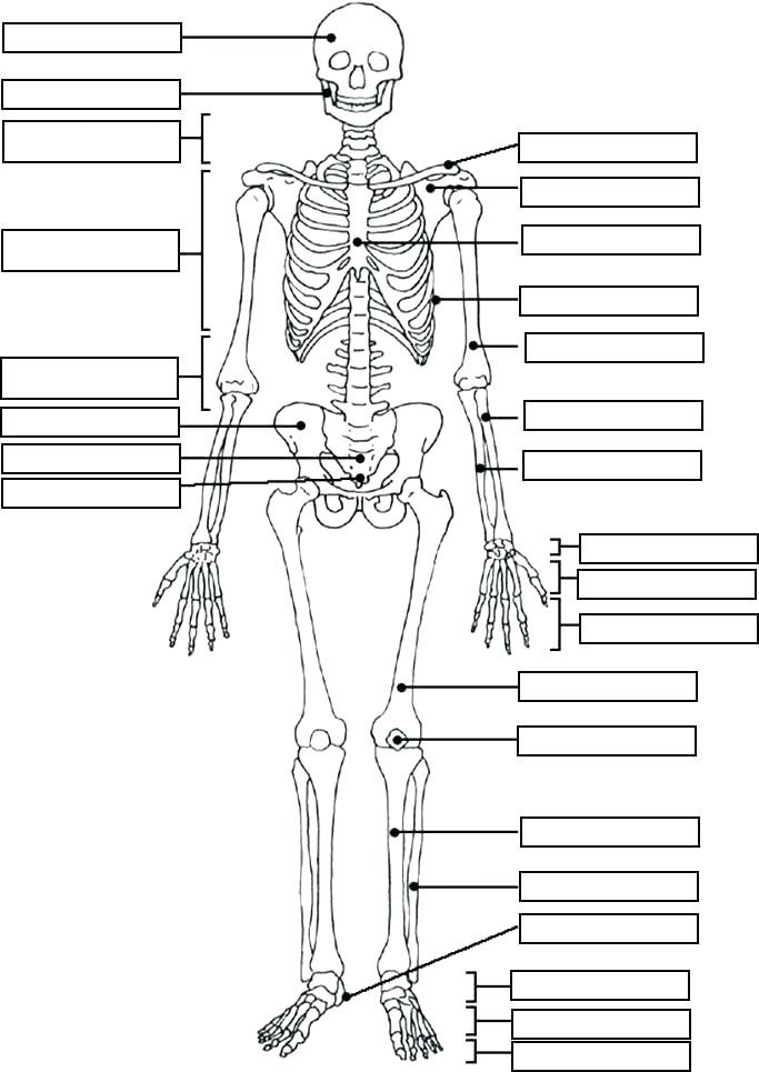 Free Printable Human Anatomy Coloring Pages
 Anatomy And Physiology Coloring Pages at GetColorings