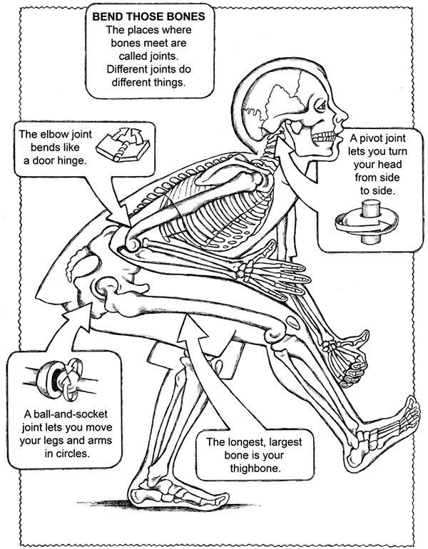 Free Printable Human Anatomy Coloring Pages
 Free coloring page from Dover Publications