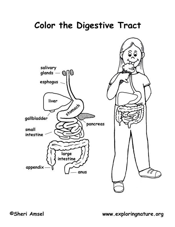 Free Printable Human Anatomy Coloring Pages
 Madeline Digestive System with Named Organs Coloring