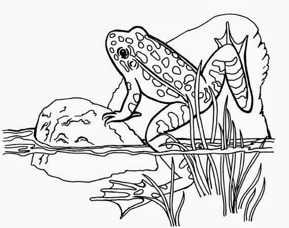 Frog Coloring Pages For Kids
 Desenhos Desenhos de Sapos para Colorir e Imprimir
