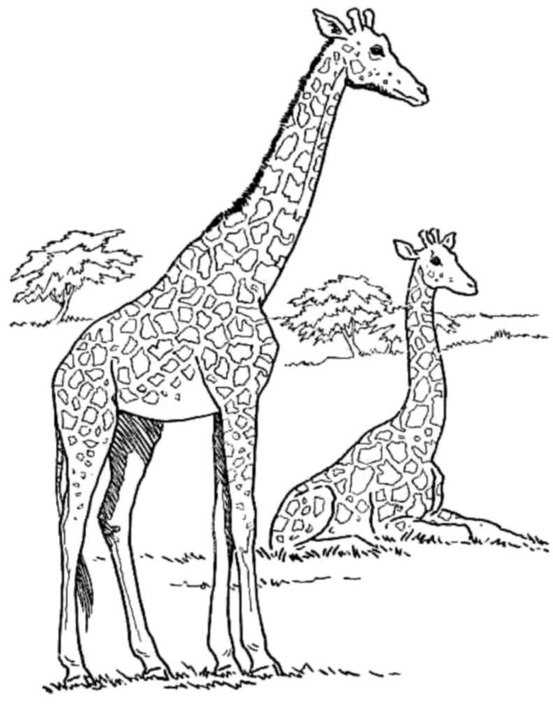 Giraffe Coloring Pages For Kids
 Print & Download Giraffe Coloring Pages for Kids to Have Fun