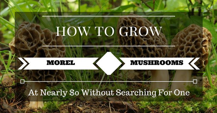 Grow Your Own Morel Mushrooms
 How To Grow Morel Mushrooms At Nearly $0 Without Searching