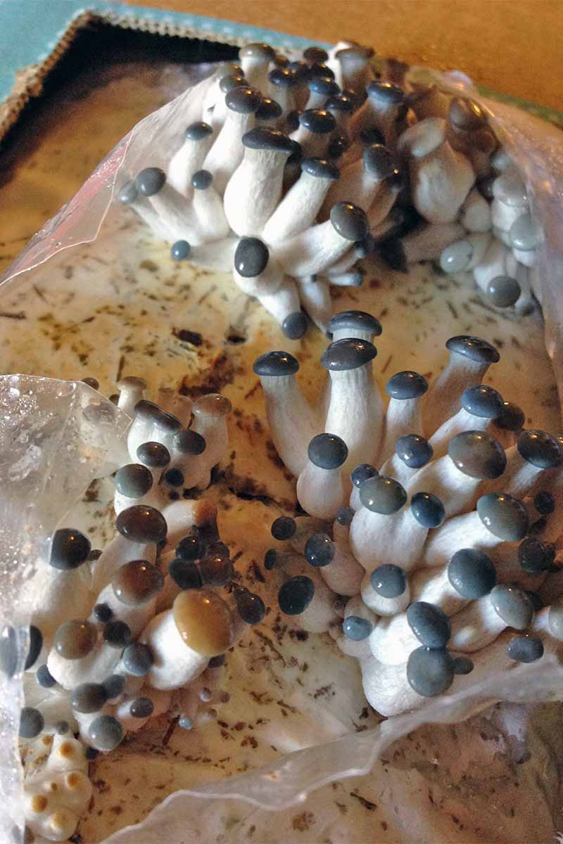 Grow Your Own Morel Mushrooms
 The Best 11 Mushroom Kits to Grow Your Own