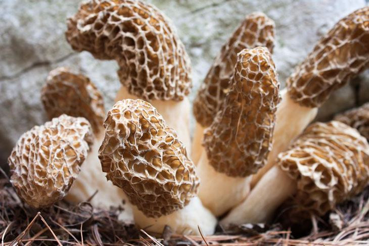 Grow Your Own Morel Mushrooms
 How To Grow Morel Mushrooms At Nearly $0 Without Searching
