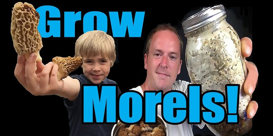 Grow Your Own Morel Mushrooms
 How To Grow Those Yummy Morel Mushrooms In Your Own Backyard