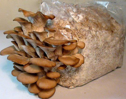 Grow Your Own Morel Mushrooms
 Pin on Gardening