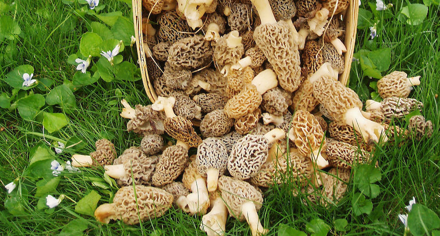 Grow Your Own Morel Mushrooms
 The Real Way to Grow Morel Mushrooms on Your Own