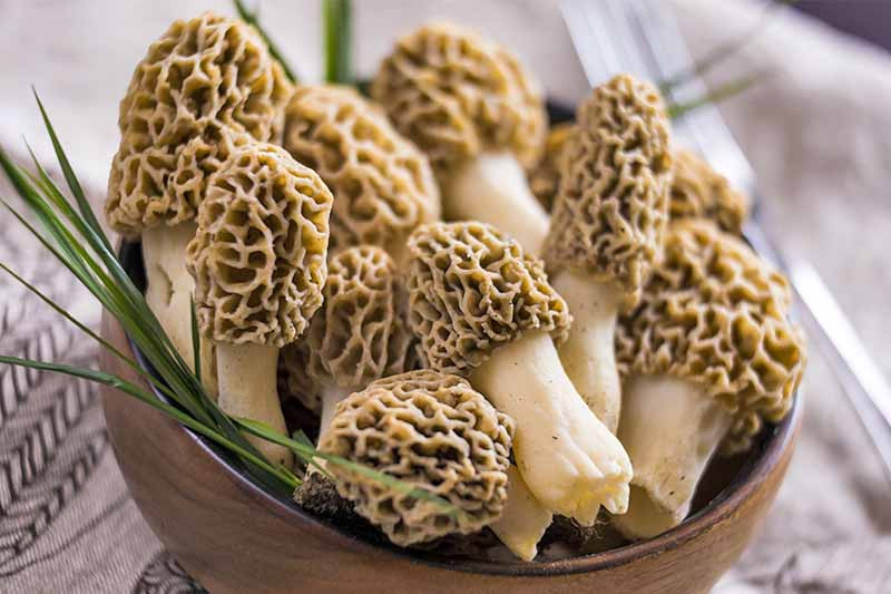 Grow Your Own Morel Mushrooms
 The Best 11 Mushroom Kits to Grow Your Own