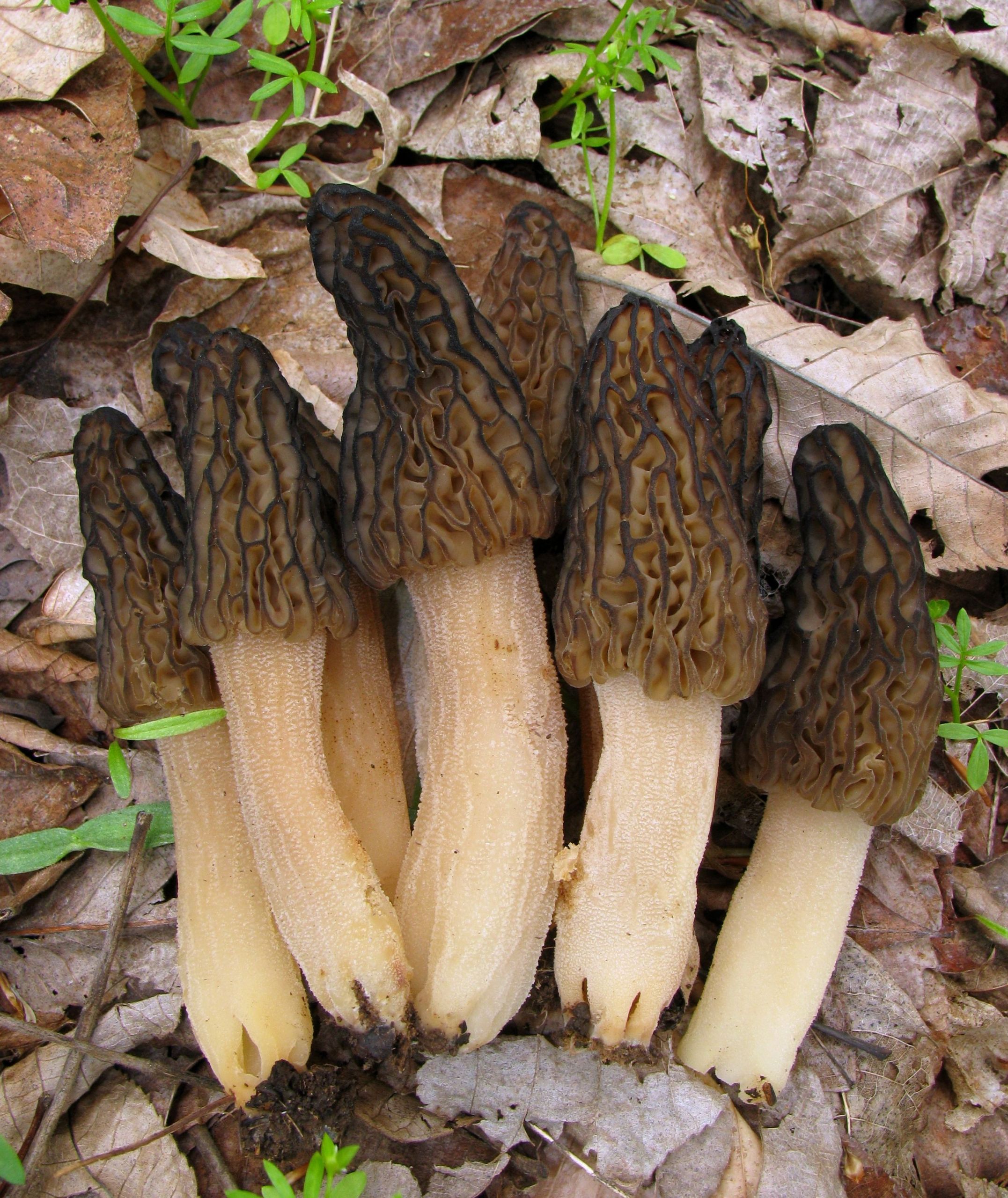 Grow Your Own Morel Mushrooms
 Would You Like to Grow Your Own BLACK MOREL Mushrooms