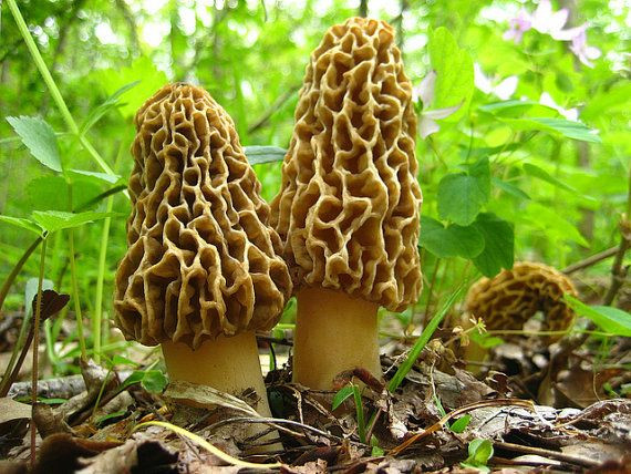 Grow Your Own Morel Mushrooms
 Learn How To Grow BLACK MOREL Mushrooms In Your Yard